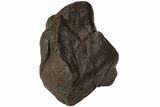 Chondrite Meteorite ( g) - Western Sahara Desert #222360-2